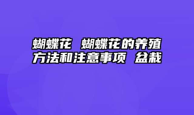 蝴蝶花 蝴蝶花的养殖方法和注意事项 盆栽