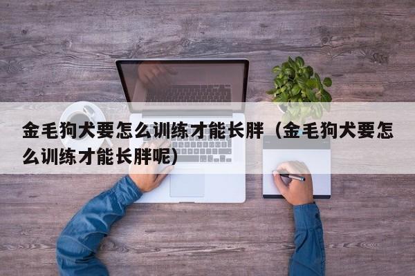 金毛狗犬要怎么训练才能长胖（金毛狗犬要怎么训练才能长胖呢）