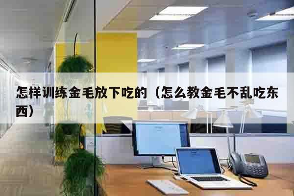 怎样训练金毛放下吃的（怎么教金毛不乱吃东西）