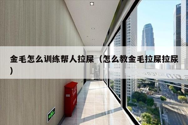 金毛怎么训练帮人拉屎（怎么教金毛拉屎拉尿）