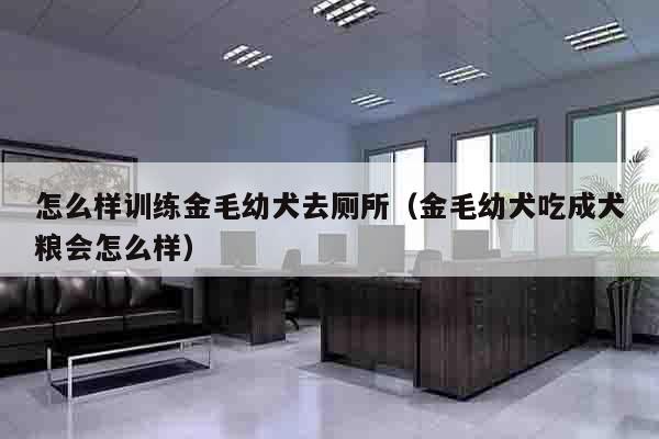 怎么样训练金毛幼犬去厕所（金毛幼犬吃成犬粮会怎么样）