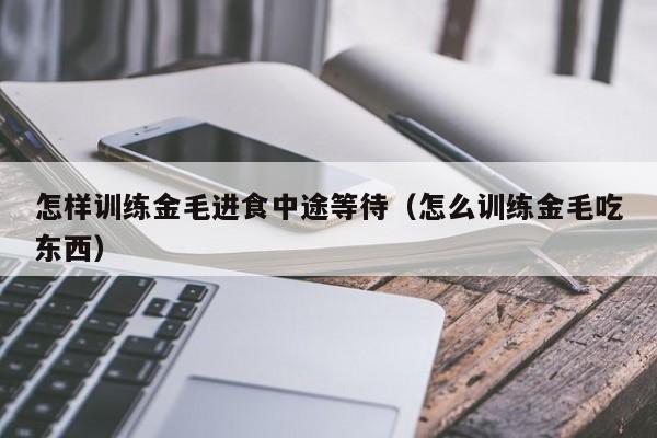 怎样训练金毛进食中途等待（怎么训练金毛吃东西）