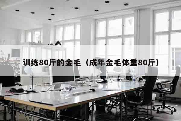 训练80斤的金毛（成年金毛体重80斤）