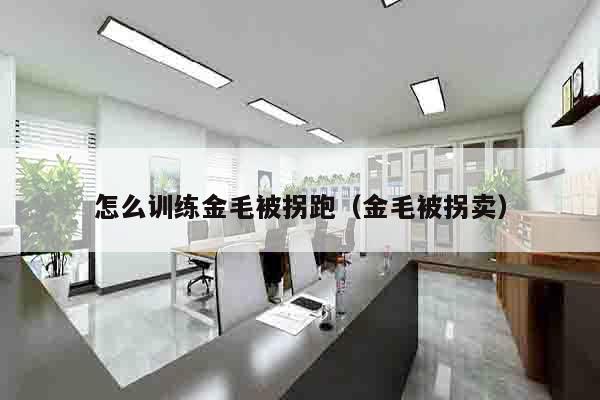 怎么训练金毛被拐跑（金毛被拐卖）