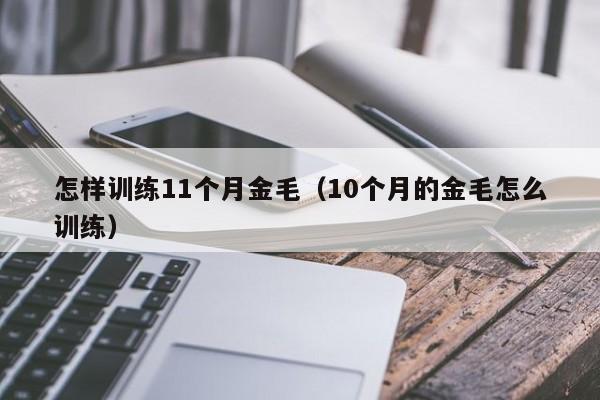 怎样训练11个月金毛（10个月的金毛怎么训练）