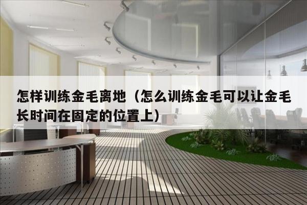 怎样训练金毛离地（怎么训练金毛可以让金毛长时间在固定的位置上）