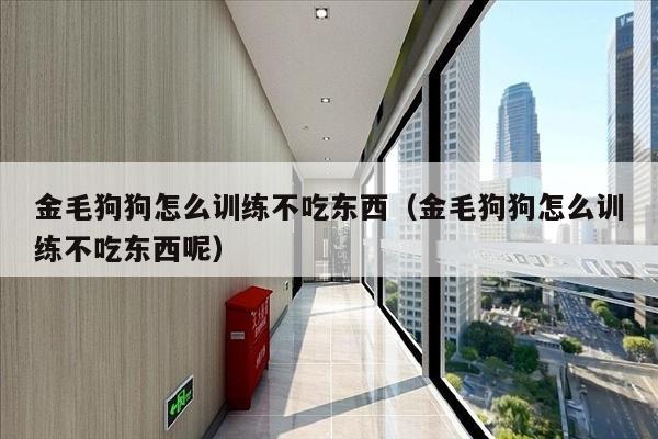 金毛狗狗怎么训练不吃东西（金毛狗狗怎么训练不吃东西呢）