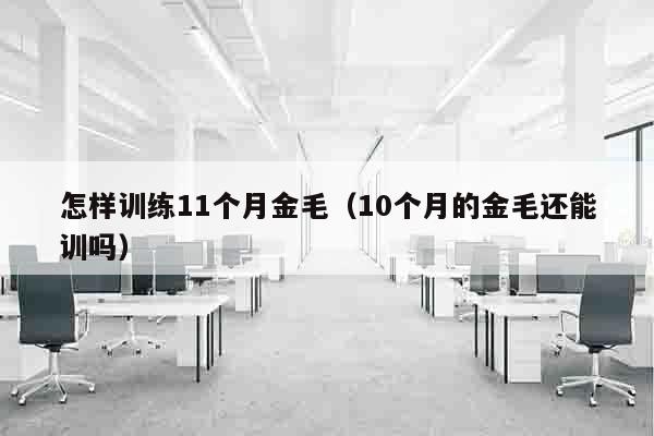 怎样训练11个月金毛（10个月的金毛还能训吗）