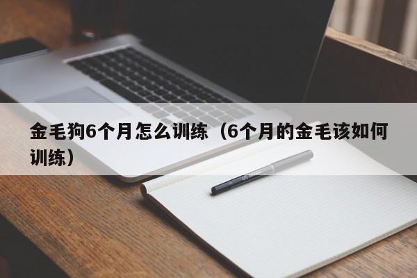 金毛狗6个月怎么训练（6个月的金毛该如何训练）