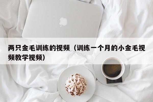 两只金毛训练的视频（训练一个月的小金毛视频教学视频）