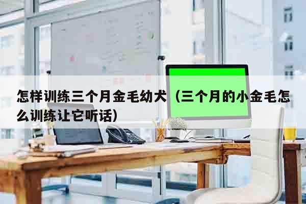 怎样训练三个月金毛幼犬（三个月的小金毛怎么训练让它听话）