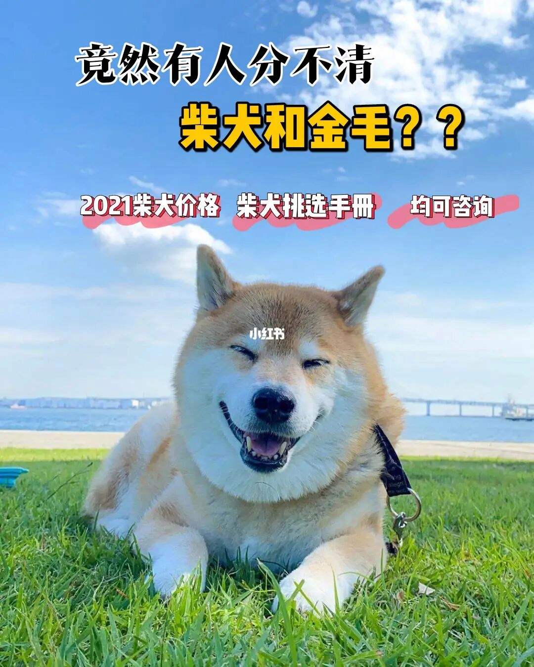 柴犬训练学校训金毛(柴犬训练视频在线观看)