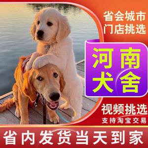 金毛幼犬怎么训练翻身视频(金毛幼犬怎么训练翻身视频讲解)