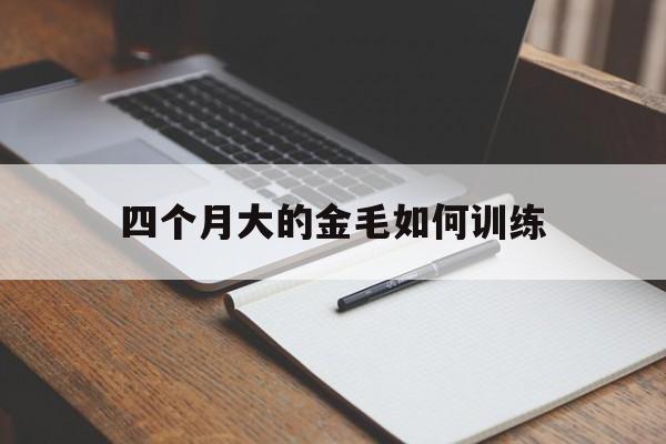 四个月大的金毛如何训练(四个月金毛怎么喂可以变胖)