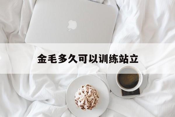 金毛多久可以训练站立(金毛几个月可以训练大小便)