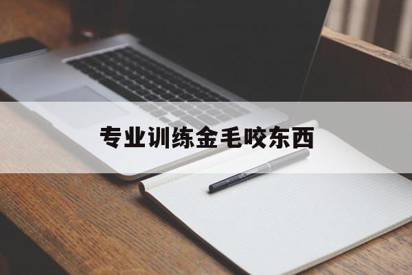 专业训练金毛咬东西(小金毛会咬手该怎么训练)