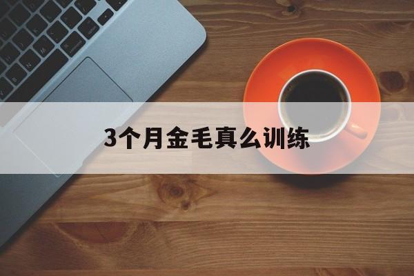 3个月金毛真么训练(三个月金毛怎么训练去外面拉屎)