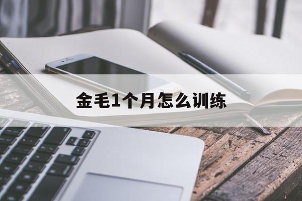 金毛1个月怎么训练(一个多月金毛怎么训练排便)