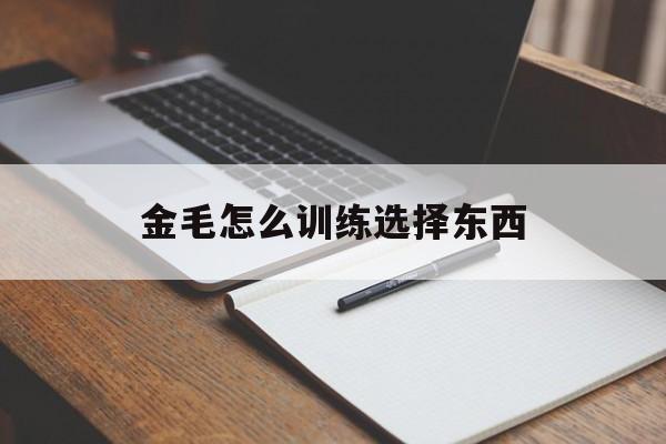 金毛怎么训练选择东西(金毛怎么训练图片大全集)