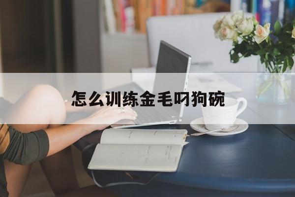 怎么训练金毛叼狗碗(怎样训练金毛犬叼东西)