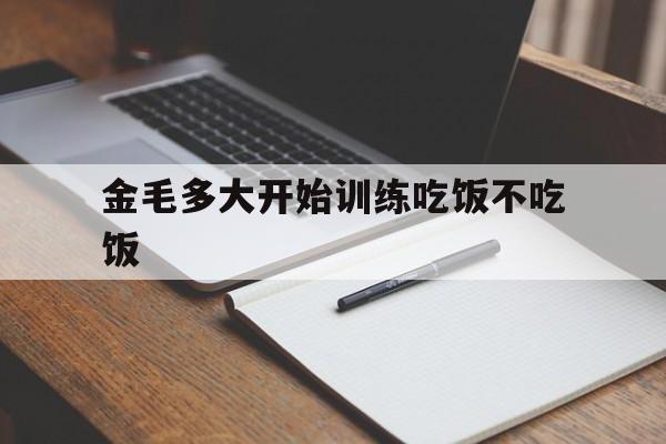 关于金毛多大开始训练吃饭不吃饭的信息