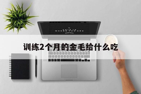 训练2个月的金毛给什么吃(两个月的金毛应该吃什么注意些什么)