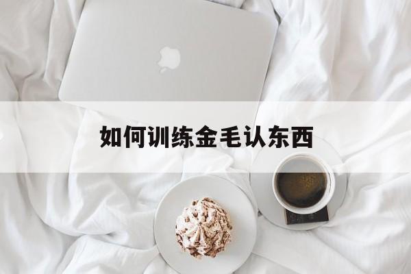 如何训练金毛认东西(金毛怎么训练才听话的才认主)