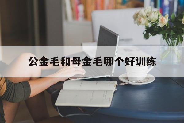 关于公金毛和母金毛哪个好训练的信息