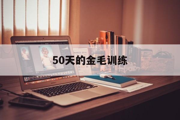 50天的金毛训练(五十多天的金毛怎么驯养)