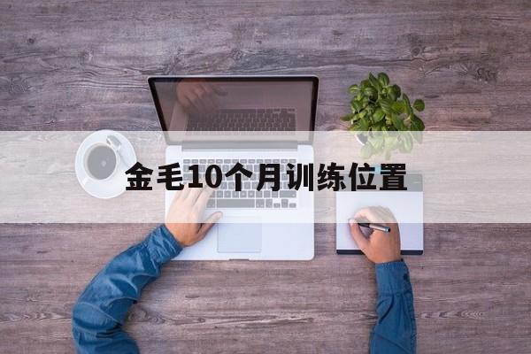 金毛10个月训练位置(10个月的金毛怎么训练)