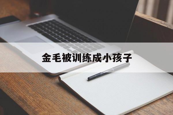 金毛被训练成小孩子(金毛被养成土狗怎么恢复)