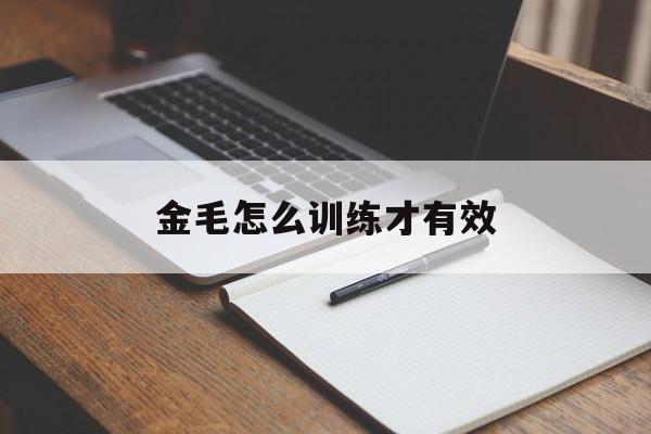 金毛怎么训练才有效(金毛怎么训练视频教程)