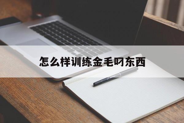 怎么样训练金毛叼东西(怎么训练金毛吃东西等待)