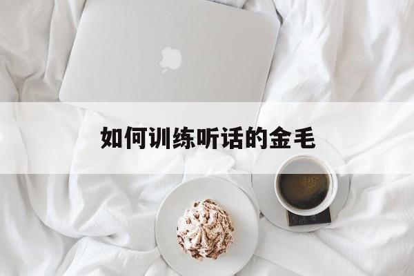 如何训练听话的金毛(金毛怎么训练才听话的多大训练)