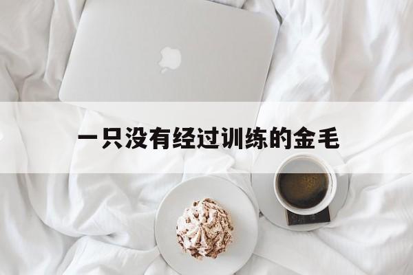 一只没有经过训练的金毛(一只没有经过训练的金毛会怎么样)