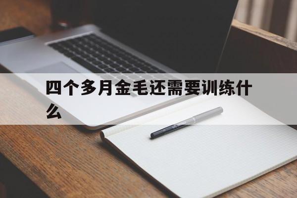 四个多月金毛还需要训练什么(4个月的金毛怎么喂养 除了狗粮)