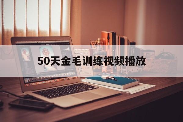 50天金毛训练视频播放(40天金毛怎么训练大小便)