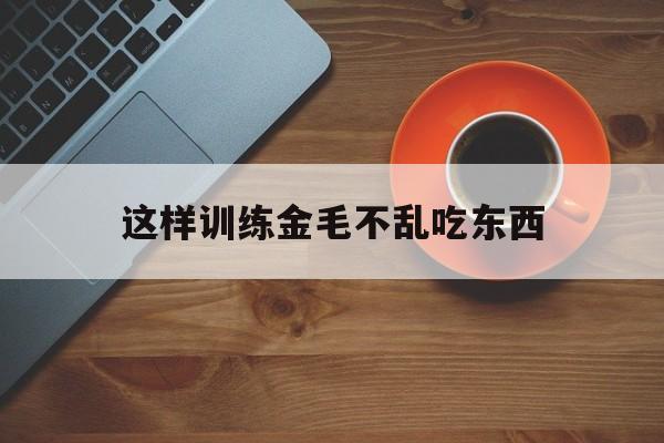 这样训练金毛不乱吃东西(怎么训练金毛不随地大小便)