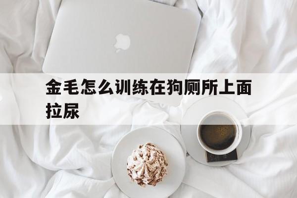 包含金毛怎么训练在狗厕所上面拉尿的词条