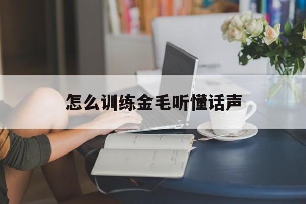 怎么训练金毛听懂话声(金毛怎么训练才听话的才认主)