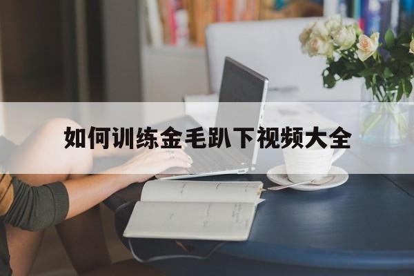 如何训练金毛趴下视频大全(如何训练金毛趴下视频大全图解)