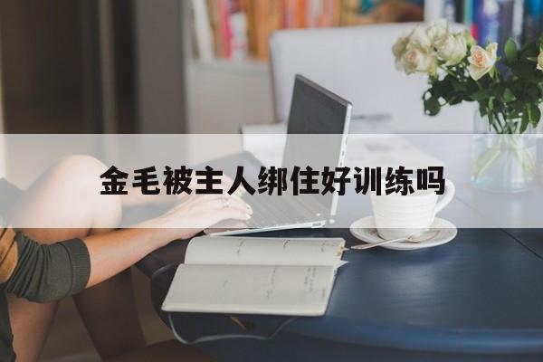 金毛被主人绑住好训练吗(金毛拴着养放开后会攻击人吗?)