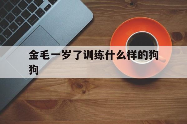 金毛一岁了训练什么样的狗狗(金毛一岁了训练什么样的狗狗呢)