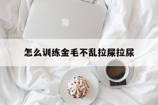 怎么训练金毛不乱拉屎拉尿(金毛怎么训练不在家拉屎撒尿)