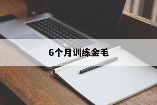 6个月训练金毛(6个月金毛怎么训练)