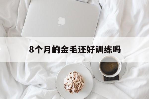 8个月的金毛还好训练吗(八个月的金毛还能训出来吗)