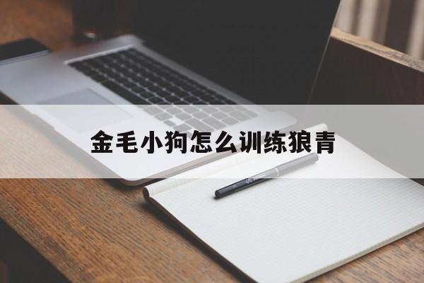 金毛小狗怎么训练狼青(怎么训练金毛的各项技能)