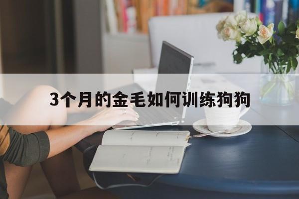 3个月的金毛如何训练狗狗(3个月的金毛怎么训练定点大小便)