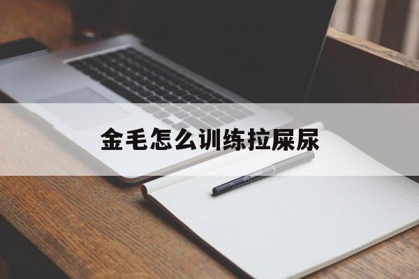 金毛怎么训练拉屎尿(怎么训练金毛大小便视频)