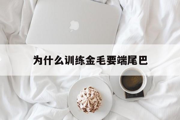 为什么训练金毛要端尾巴(金毛要握手是因为什么意思)